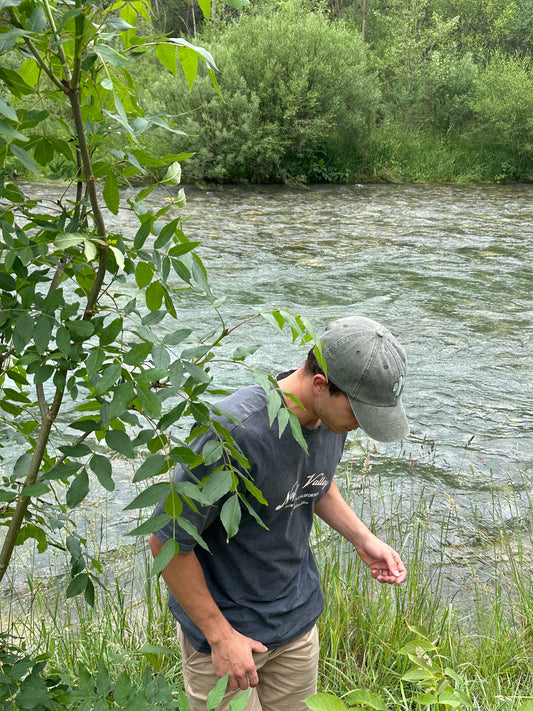 Gorra Cactus - 3 colores